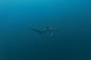 Coral Reefs Prints: Thresher Shark swimming in the Sea of the Philippines