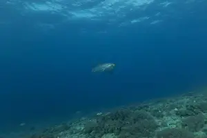 Coral Reefs Prints: Thresher Shark swimming in the Sea of the Philippines
