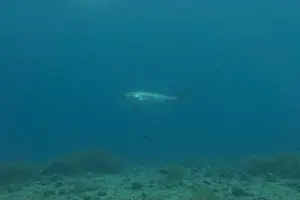 Coral Reefs Prints: Thresher Shark swimming in the Sea of the Philippines