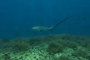Coral Reefs Prints: Thresher Shark swimming in the Sea of the Philippines