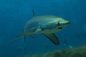 Coral Reefs Prints: Thresher Shark swimming in the Sea of the Philippines
