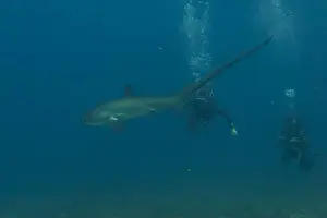 Coral Reefs Prints: Thresher Shark swimming in the Sea of the Philippines