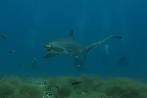 Coral Reefs Prints: Thresher Shark swimming in the Sea of the Philippines