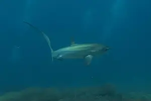 Coral Reefs Prints: Thresher Shark swimming in the Sea of the Philippines