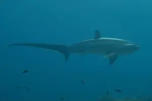 Coral Reefs Prints: Thresher Shark swimming in the Sea of the Philippines