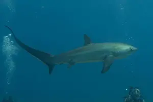 Coral Reefs Prints: Thresher Shark swimming in the Sea of the Philippines