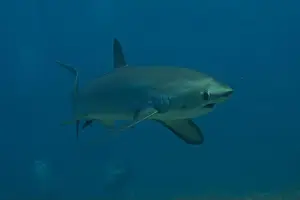 Coral Reefs Prints: Thresher Shark swimming in the Sea of the Philippines