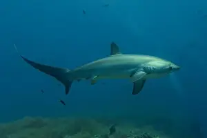 Coral Reefs Prints: Thresher Shark swimming in the Sea of the Philippines