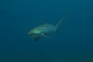 Coral Reefs Prints: Thresher Shark swimming in the Sea of the Philippines