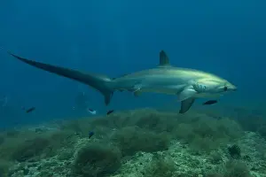 Coral Reefs Prints: Thresher Shark swimming in the Sea of the Philippines