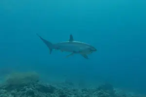 Coral Reefs Prints: Thresher Shark swimming in the Sea of the Philippines