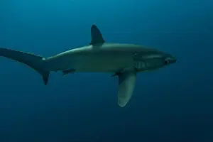 Coral Reefs Prints: Thresher Shark swimming in the Sea of the Philippines