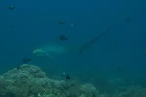 Coral Reefs Prints: Thresher Shark swimming in the Sea of the Philippines