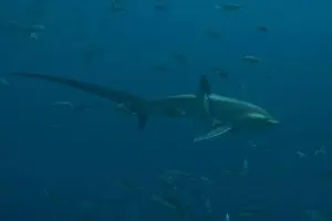 Coral Reefs Prints: Thresher Shark swimming in the Sea of the Philippines
