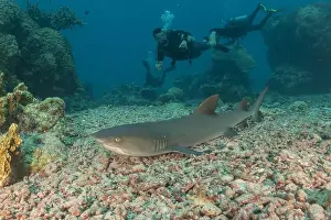 Under Sea Prints: Thresher Shark swimming at the Tubbataha Reefs Philippines