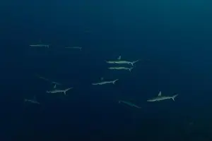Thresher Shark Prints: Thresher Shark swimming at the Tubbataha Reefs Philippines