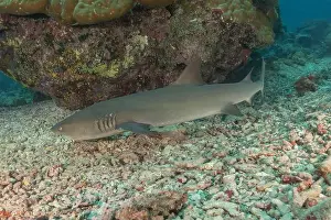 Thresher Shark Prints: Thresher Shark swimming at the Tubbataha Reefs Philippines