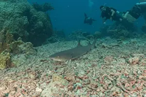 Thresher Shark Prints: Thresher Shark swimming at the Tubbataha Reefs Philippines
