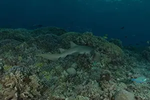 Thresher Shark Prints: Thresher Shark swimming at the Tubbataha Reefs Philippines