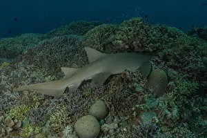 Thresher Shark Prints: Thresher Shark swimming at the Tubbataha Reefs Philippines