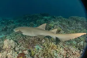 Thresher Shark Prints: Thresher Shark swimming at the Tubbataha Reefs Philippines