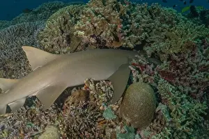 Thresher Shark Prints: Thresher Shark swimming at the Tubbataha Reefs Philippines