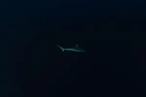 Thresher Shark Prints: Thresher Shark swimming at the Tubbataha Reefs Philippines