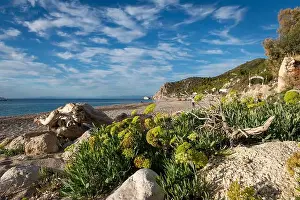 Sky Clouds Prints: Thriving plants and a wooden log on the edge of Kathisma Beach
