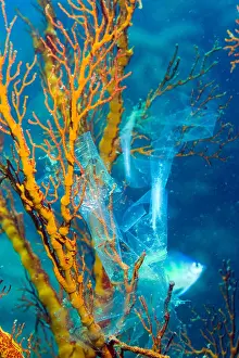 Litter Prints: Thrown-away plastic bag caught on a Gorgonian or Sea Fan