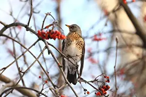 Thrush Prints: Thrush in winter forest