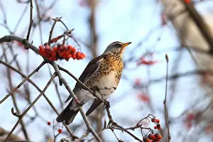 Thrush Prints: Thrush in winter forest