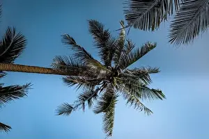 Thung Tako, Chumphon Thailand, palm trees from above at the southern part of Thaialnd