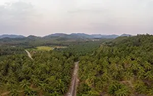 Thung Tako, Chumphon Thailand, palm trees from above at the southern part of Thaialnd