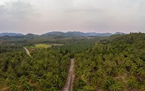 Thung Tako, Chumphon Thailand, palm trees from above at the southern part of Thaialnd, drone aerial view palm tree