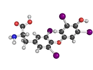 Hormone Prints: Thyroxine thyroid gland hormone molecule