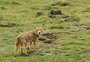 Endemic Prints: Tibetan sand fox (Vulpes ferrilata) walking on the upland plains on the Tibetan Plateau of China