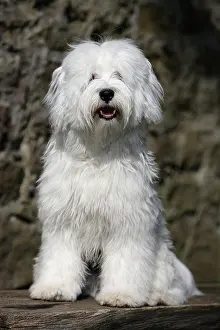 Sits Prints: Tibetan Terrier