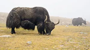 Tibet Prints: Tibetan yaks on pasture