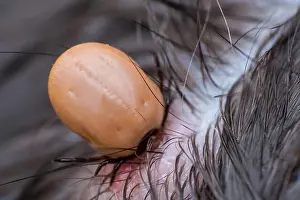Fever Prints: the tick sucking blood from a cat's skin. Tick attached to the cat skin