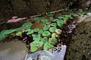 Anemone Prints: Tide pools with Giant Green Sea Anemones (Anthopleura xanthogrammica)