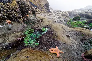 Sea Star Prints: tide pools with sea stars and sea anemones