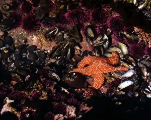 Reflecting Prints: Tidepool on the Oregon Coast showing starfish and Sea Urchins and Mussels and Clams and other sea creatures