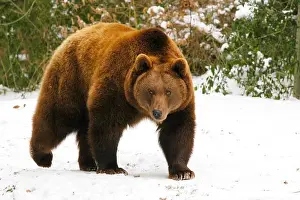 Ursus Arctos Prints: Tiere, Saeugetiere, Baeren, Baer