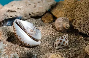 Mottled Prints: Tiger Cowrie sea shell underwater. Shell on the seabed