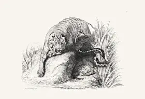 Panther Prints: Tiger illustration. Plate from a vintage book of engravings by Sir Edwin Landseer