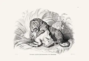 Panther Prints: Tiger illustration. Plate from a vintage book of engravings by Sir Edwin Landseer