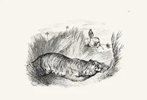 Old Book Prints: Tiger illustration. Plate from a vintage book of engravings by Sir Edwin Landseer