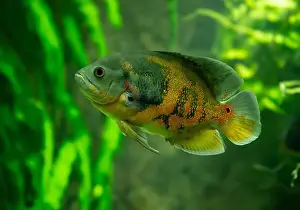 Predators Prints: Tiger Oscar fish (Astronotus ocellatus)