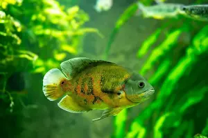 Predators Prints: Tiger Oscar fish (Astronotus ocellatus)