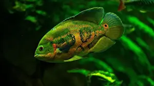 Predators Prints: Tiger Oscar fish (Astronotus ocellatus)